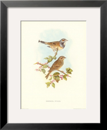 Emberiza Fucata by John Gould Pricing Limited Edition Print image