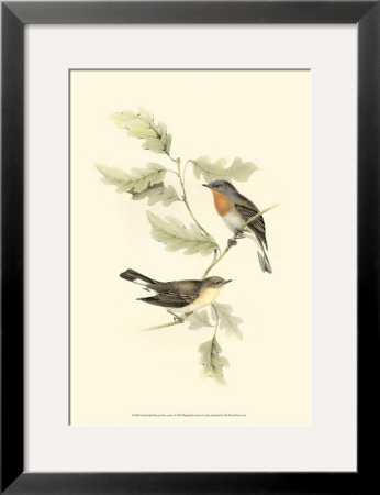 Red-Breasted Fly-Catcher by John Gould Pricing Limited Edition Print image