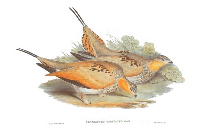 Syrrhaptes Tibetanus by John Gould Pricing Limited Edition Print image