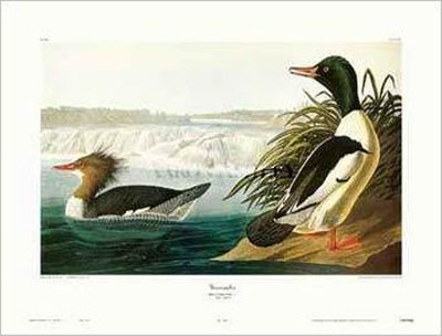 Goosander by John James Audubon Pricing Limited Edition Print image