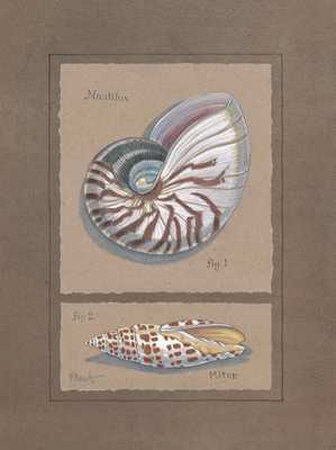 Nautilus Collage by Paul Brent Pricing Limited Edition Print image