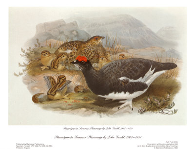 Ptarmigan In Summer Plumage by John Gould Pricing Limited Edition Print image