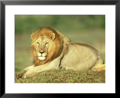 Lion, Panthera Leo, Masai Mara Game Reserve, Kenya by Adam Jones Pricing Limited Edition Print image