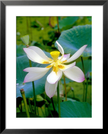 Lily Blossom, Barbados, Caribbean by Robin Hill Pricing Limited Edition Print image