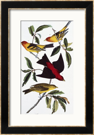Louisiana Tanager And Scarlet Tanager by John James Audubon Pricing Limited Edition Print image