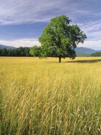 Single Tree In A Field, Cades Cove, Great Smoky Mountains National Park, Tennessee, Usa. by Adam Jones Pricing Limited Edition Print image