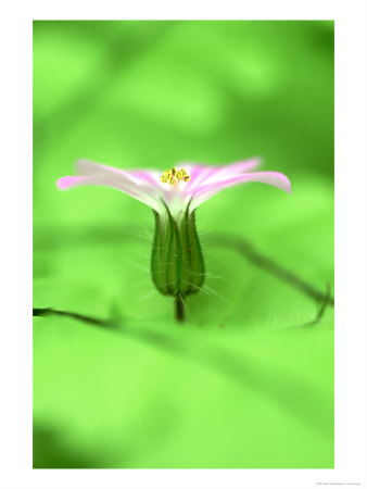 Sticky Geranium, Geranium Viscosissimum Oregon by Adam Jones Pricing Limited Edition Print image