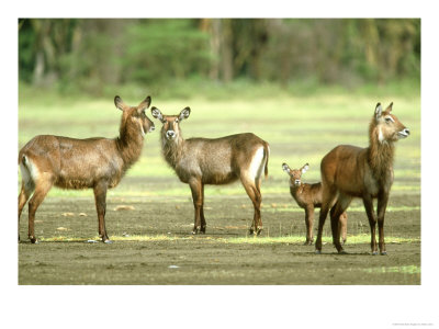 Defassa Waterbuck, Lake Nakuru National Park, Kenya by Adam Jones Pricing Limited Edition Print image