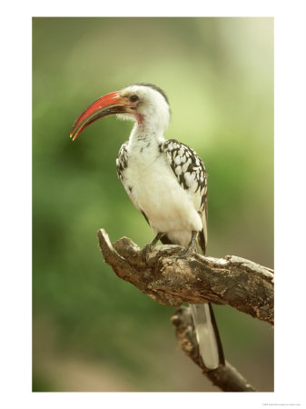 Red-Billed Hornbill, Tockus Erythrorhynchus, Kenya by Adam Jones Pricing Limited Edition Print image