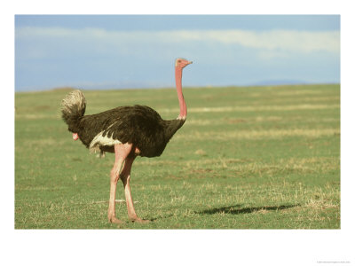 Ostrich, Struthio Camelus Masai Mara Game Reserve Kenya by Adam Jones Pricing Limited Edition Print image