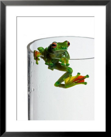 Frogs Webbed Feet For Swimming Have Been Adapted For Gliding by Robert Clark Pricing Limited Edition Print image