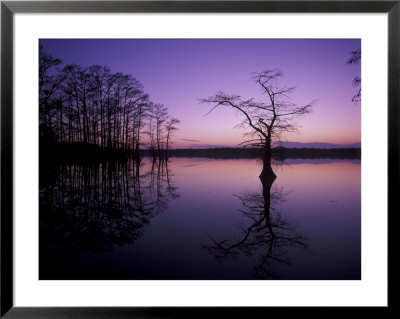 Baldcypress Trees At Sunset, Reelfoot National Wildlife Refuge, Tennessee, Usa by Adam Jones Pricing Limited Edition Print image