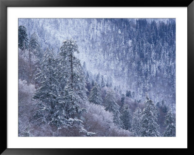 Snowy Trees On Mountain Slope, Morton Overlook, Great Smoky Mountains National Park, Tennessee, Usa by Adam Jones Pricing Limited Edition Print image