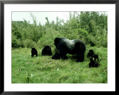 Mountain Gorilla, Berengei, Rwanda by Steve Turner Pricing Limited Edition Print image
