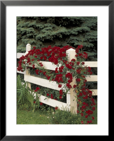 Roses On White Wooden Fence, Louisville, Kentucky, Usa by Adam Jones Pricing Limited Edition Print image