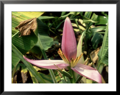 Banana, Chiang Mai, Thailand by Richard Davies Pricing Limited Edition Print image