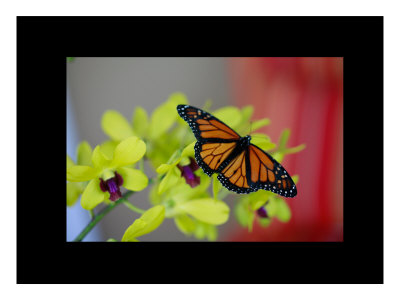 Butterfly Iii by Miguel Paredes Pricing Limited Edition Print image