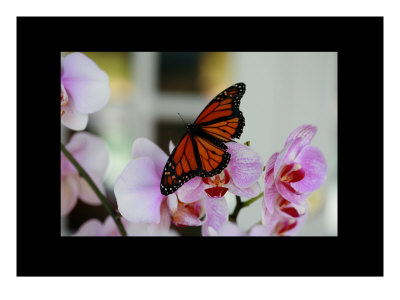 Butterfly Vi by Miguel Paredes Pricing Limited Edition Print image