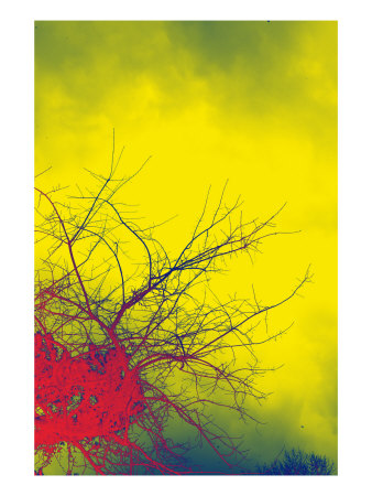 Abstract Trees X by Miguel Paredes Pricing Limited Edition Print image