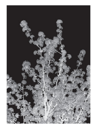 Platinum Trees V by Miguel Paredes Pricing Limited Edition Print image