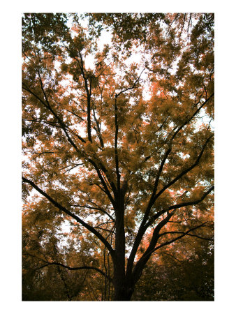 Land Tree Ii by Miguel Paredes Pricing Limited Edition Print image