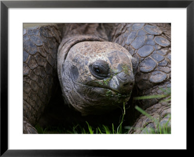 Aldabra Tortoise, Native To Aldabra Island, Near Seychelles by Adam Jones Pricing Limited Edition Print image