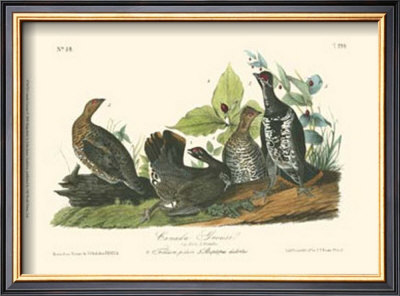 Canada Grouse by John James Audubon Pricing Limited Edition Print image