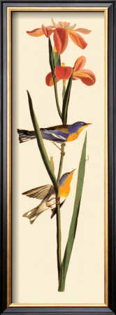 Blue Yellow-Backed Warbler by John James Audubon Pricing Limited Edition Print image