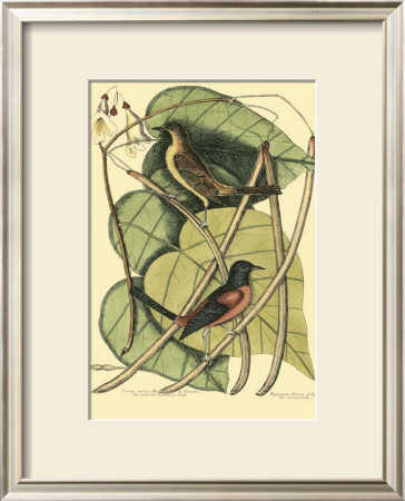 Baltimore Bird And Catalpah by Mark Catesby Pricing Limited Edition Print image