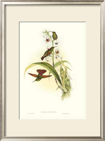 Hummingbird Ii by John Gould Pricing Limited Edition Print image