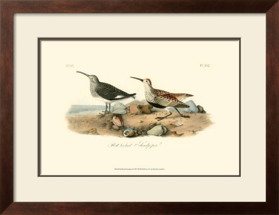 Red-Backed Sandpiper by John James Audubon Pricing Limited Edition Print image