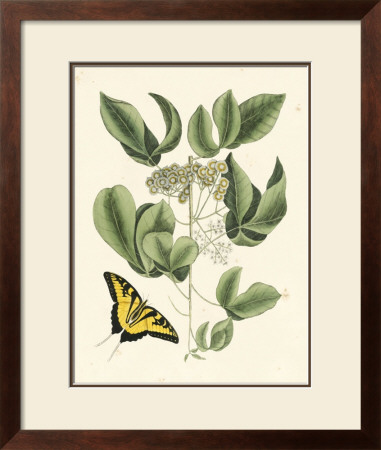 Butterfly And Botanical Ii by Mark Catesby Pricing Limited Edition Print image