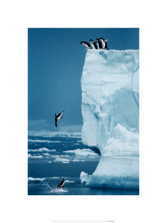 Penguins Diving Off Iceberg by Steve Bloom Pricing Limited Edition Print image