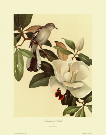 Mockingbird And Magnolia by Roger Tory Peterson Pricing Limited Edition Print image