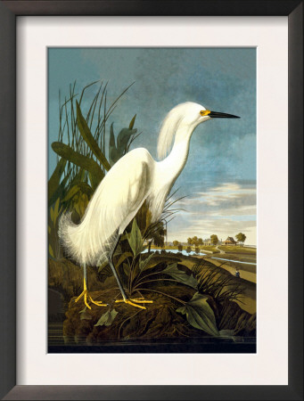Snowy Egret by John James Audubon Pricing Limited Edition Print image