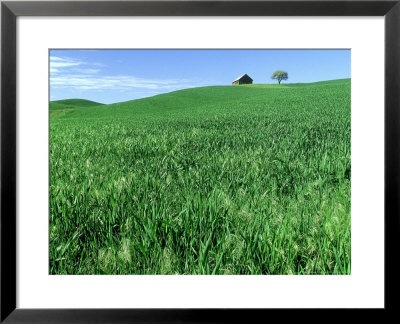 Wheat Crop And Distant Barn, Colfax, Washington by Adam Jones Pricing Limited Edition Print image