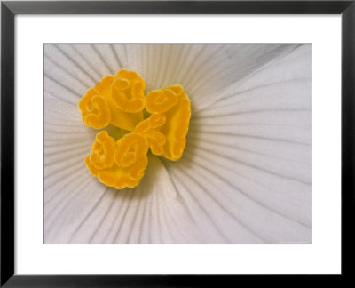Begonia Flower by Adam Jones Pricing Limited Edition Print image