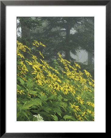 Hillside Of Woodland Sunflowers, Great Smoky Mountains National Park, Tennessee, Usa by Adam Jones Pricing Limited Edition Print image