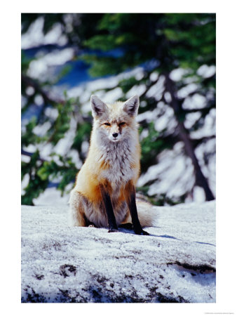 Red Fox On Snow Bank, Mt. Rainier National Park, Washington, Usa by Adam Jones Pricing Limited Edition Print image