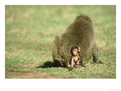 Baby Olive Baboon, Papio Anubis With Female Masai Mara Game Res. Kenya by Adam Jones Pricing Limited Edition Print image
