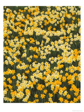 Hillside Pattern Of Jonquils, Ky by Adam Jones Pricing Limited Edition Print image