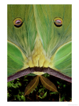 Luna Moth, Male, Kentucky by Adam Jones Pricing Limited Edition Print image