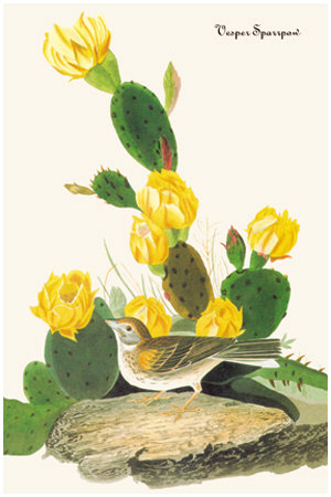 Vesper Sparrow by John James Audubon Pricing Limited Edition Print image