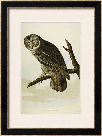 Great Cinereous Owl by John James Audubon Pricing Limited Edition Print image