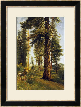 California Redwoods by Albert Bierstadt Pricing Limited Edition Print image