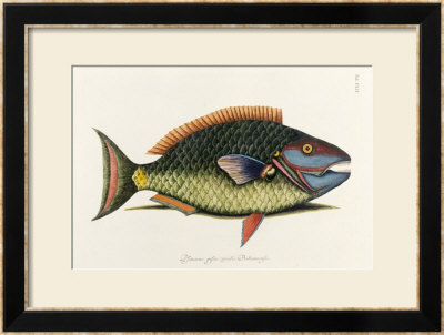 The Parrot Fish by Mark Catesby Pricing Limited Edition Print image