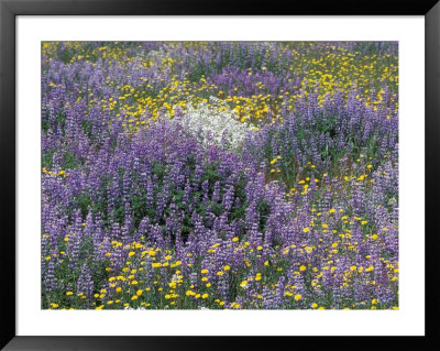 Blue Pod Lupin And Dandelions, Crescent City, California, Usa by Adam Jones Pricing Limited Edition Print image