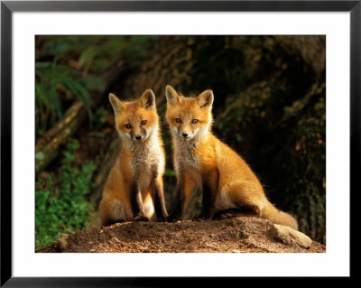 Red Fox Near Den Entrance by Adam Jones Pricing Limited Edition Print image