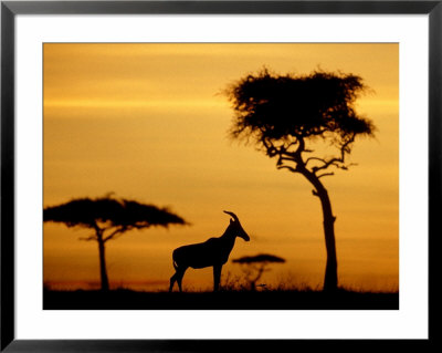 Topi At Sunrise, Kenya by Steve Turner Pricing Limited Edition Print image