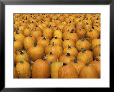 Harvested Pumpkins, Louisville, Kentucky, Usa by Adam Jones Pricing Limited Edition Print image